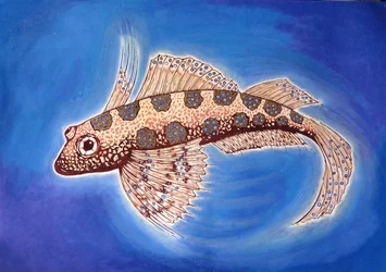 Poisson dragonet, 1999